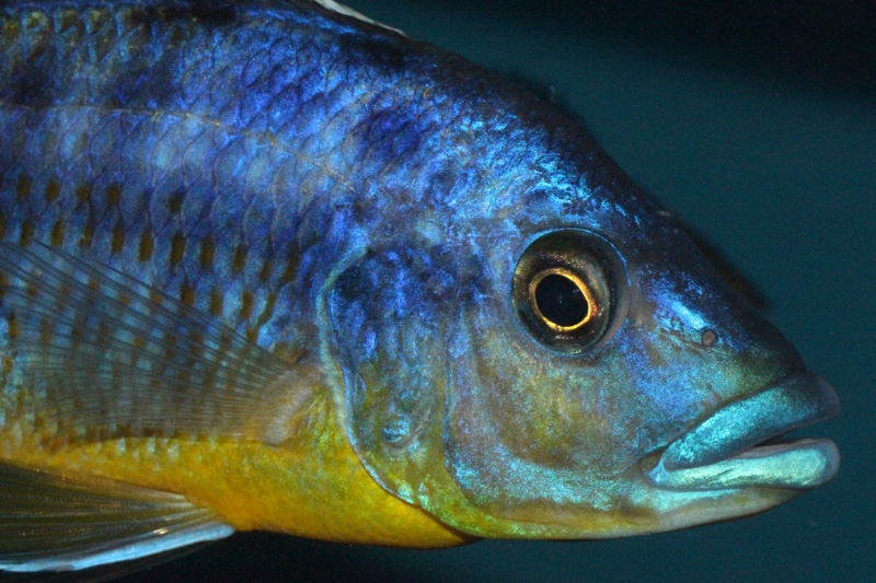 Protomelas sp. 'hertae'